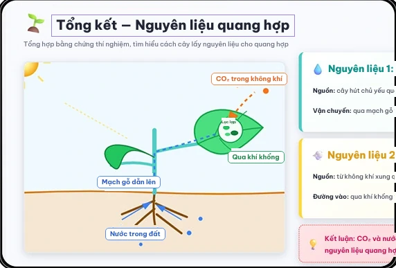 Tinh chỉnh chi tiết: bài quang hợp có thể chỉnh sửa